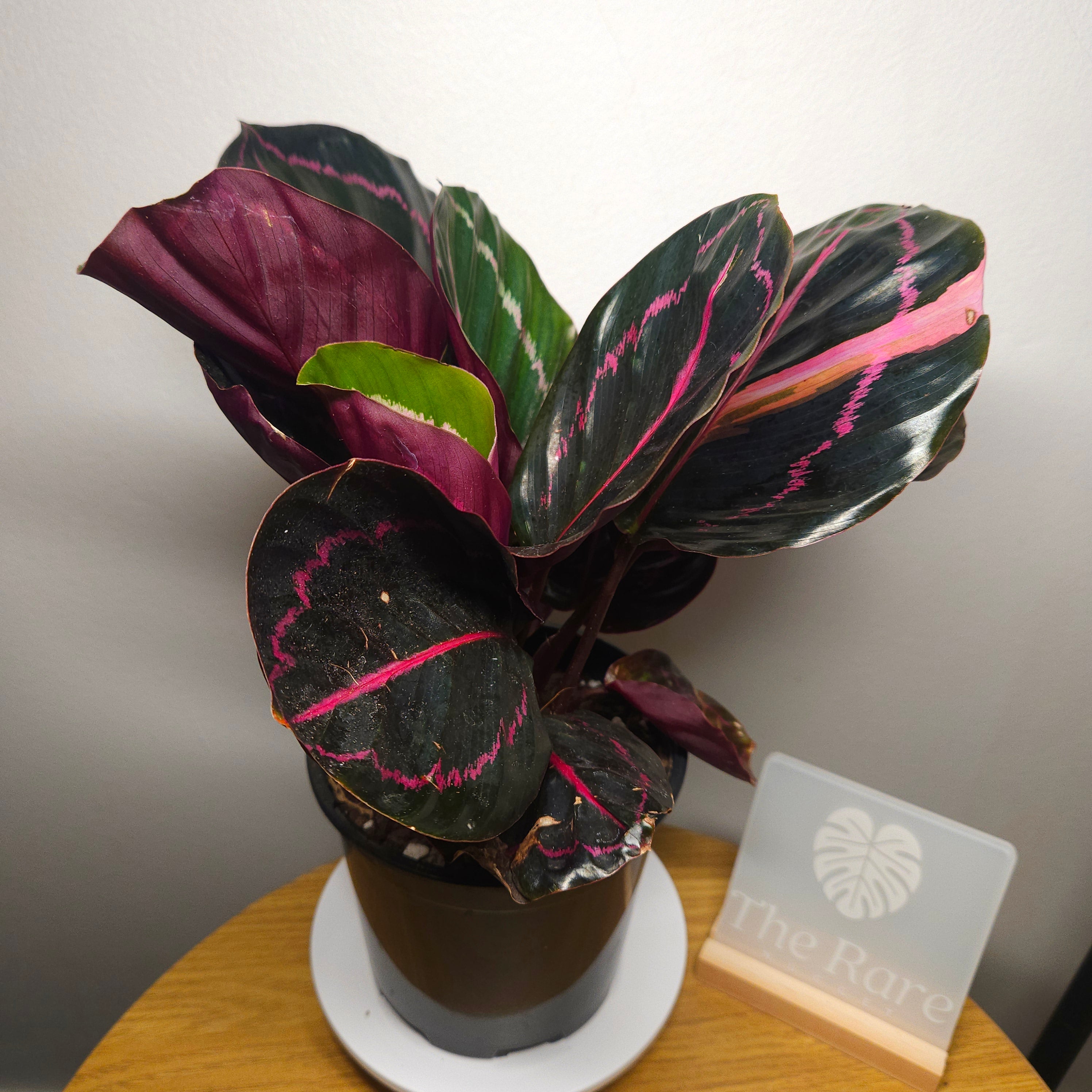 Calathea Dottie Variegated leaf!