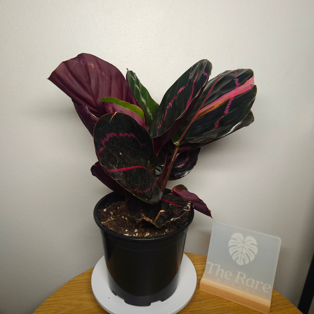 Calathea Dottie Variegated leaf!