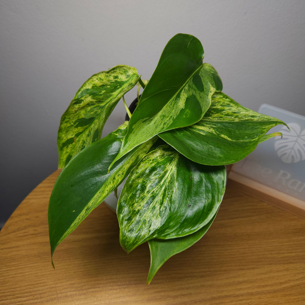 Philodendron hederaceum Variegated – Variegated Heart Leaf (Narrow Leaf)