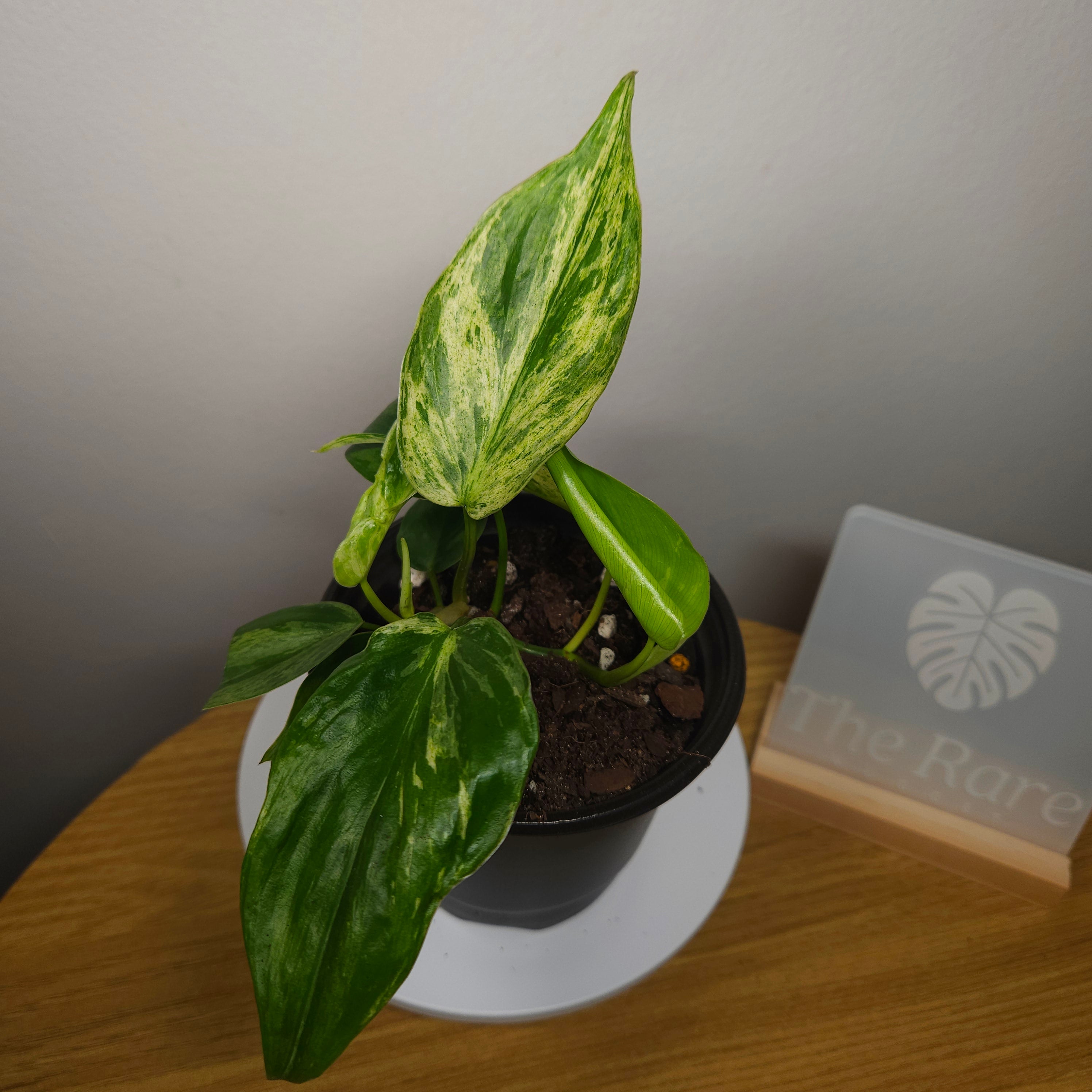 Philodendron hederaceum Variegated – Variegated Heart Leaf (Narrow Leaf)