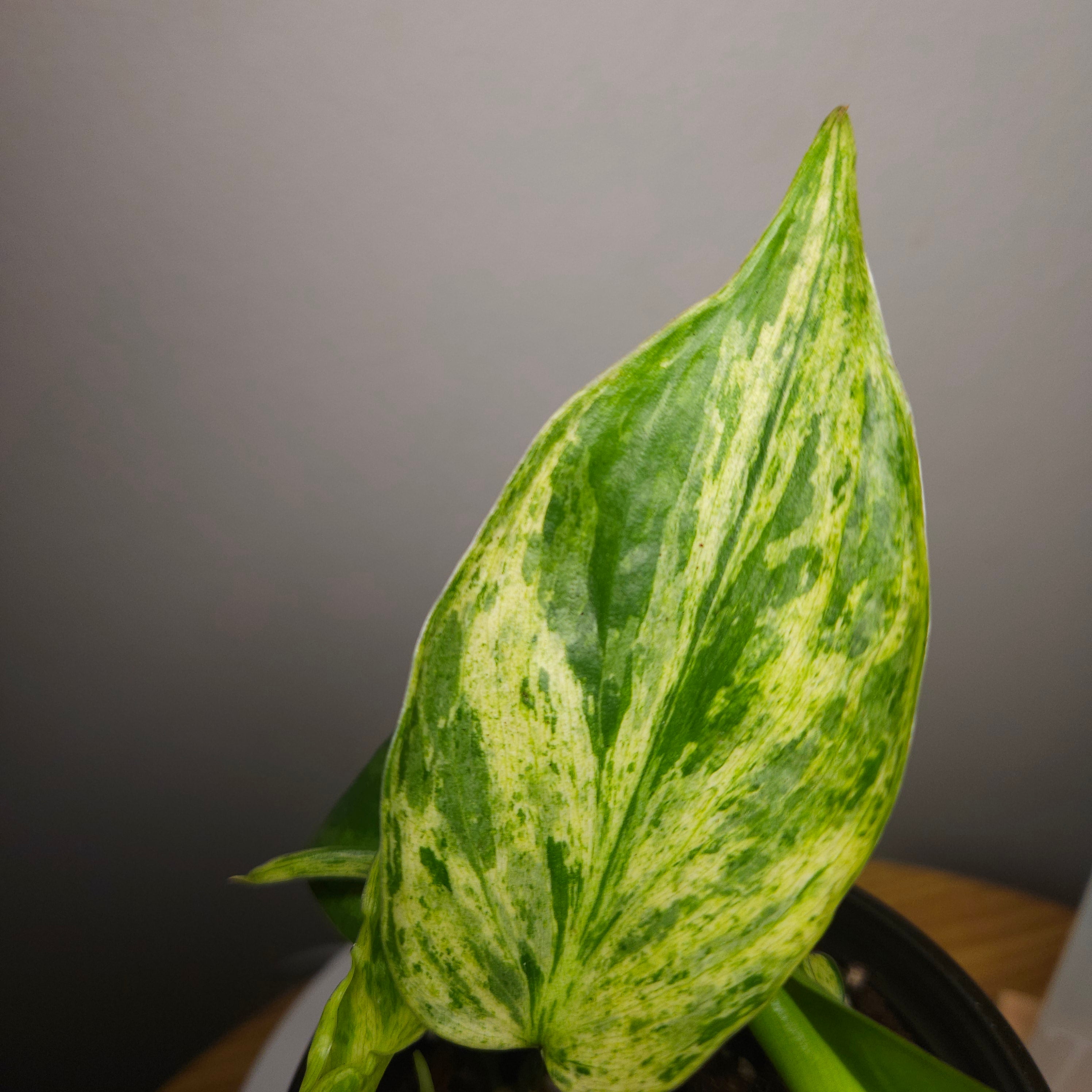 Philodendron hederaceum Variegated – Variegated Heart Leaf (Narrow Leaf)