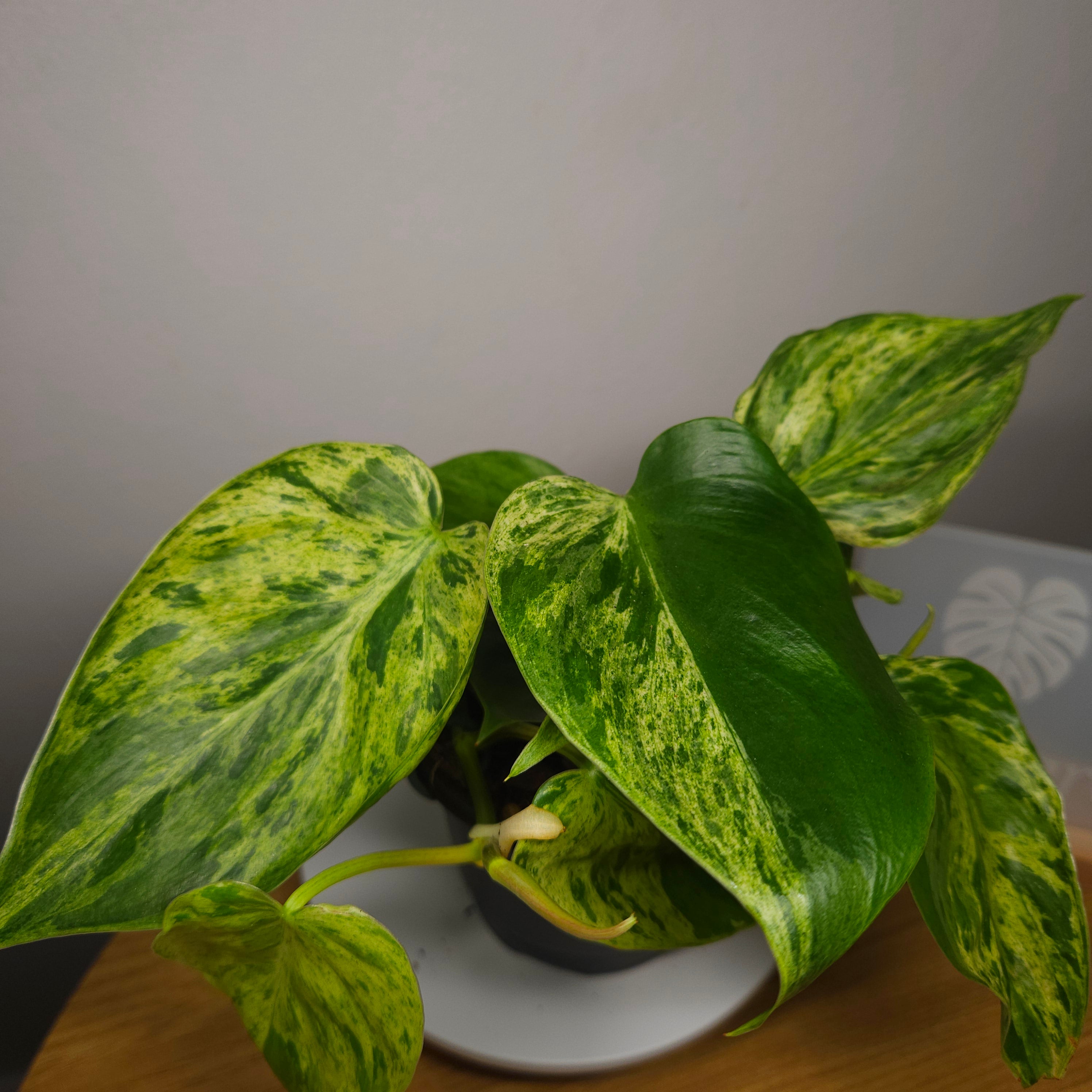 Philodendron hederaceum Variegated – Variegated Heart Leaf (Narrow Leaf)