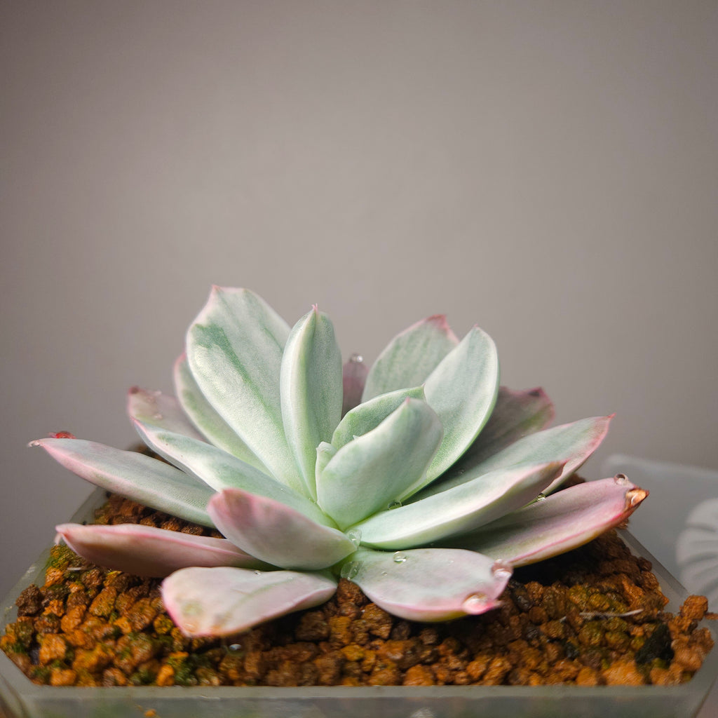 Echeveria Lemon Lime Variegated