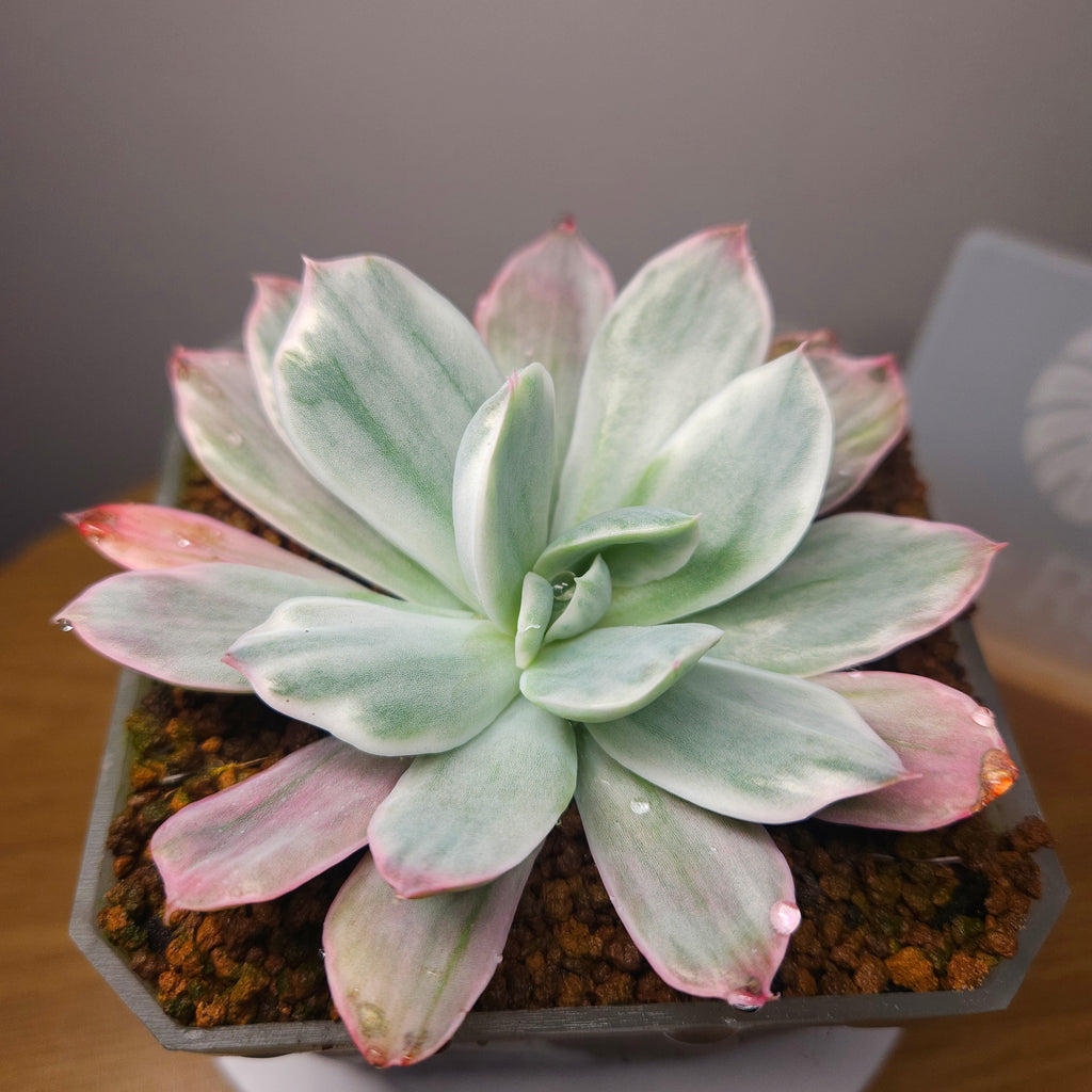 Echeveria Lemon Lime Variegated