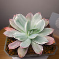 Echeveria Lemon Lime Variegated