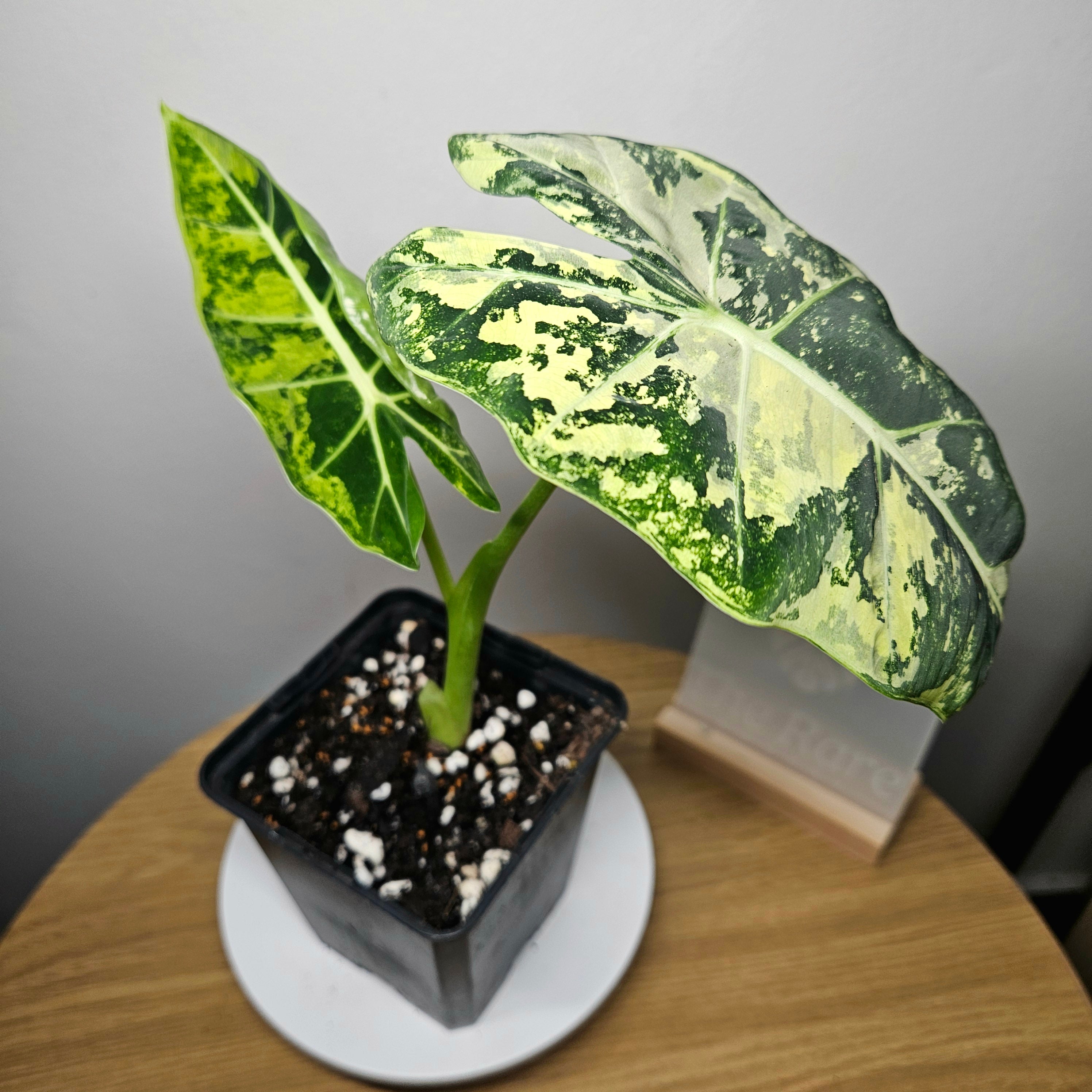 Alocasia micholitziana ‘Frydek Variegated’