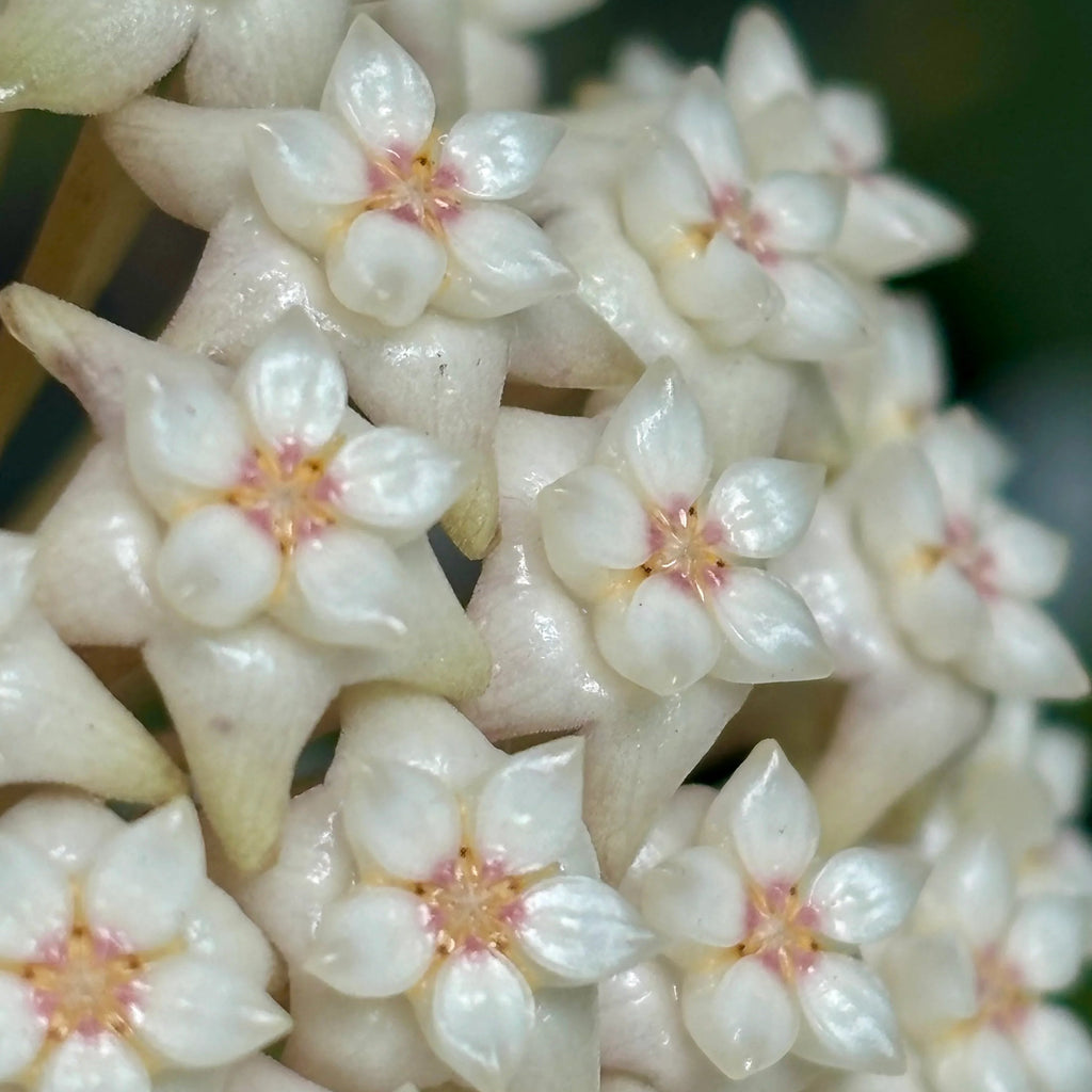 Hoya Ko Chang Island – Rare Tropical Wax Plant