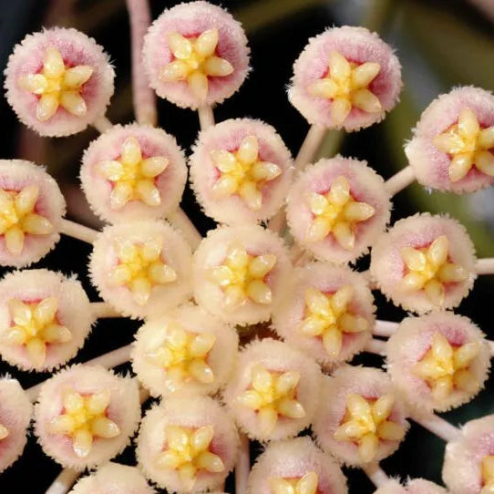 Hoya Sunrise – Colour-Changing Wax Plant