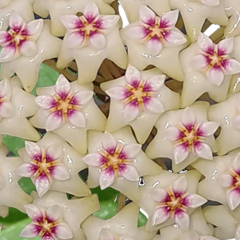 Hoya Obovata – Round Leaf Wax Plant with Silver Splash