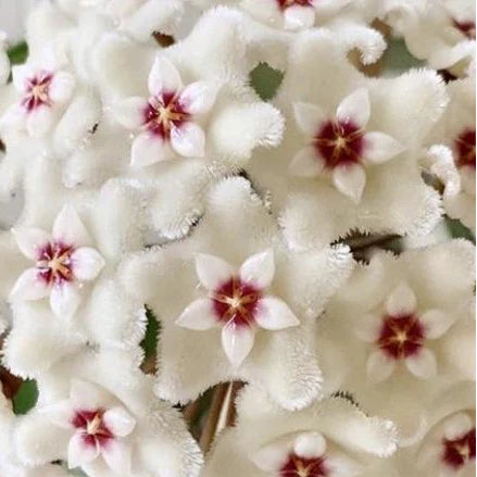 Hoya Mathilde – Compact Silver Speckled Wax Plant