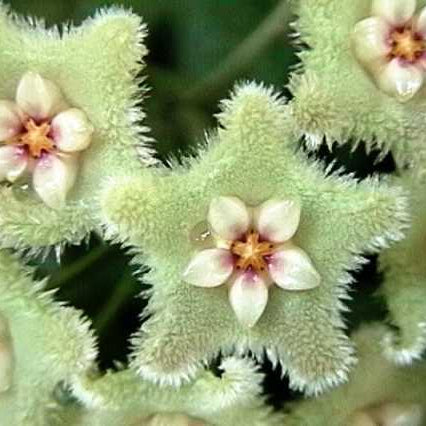 Hoya Serpens – Mini Trailing Wax Plant