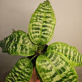 Dracaena Goldieana