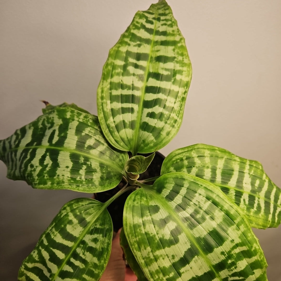 Dracaena Goldieana