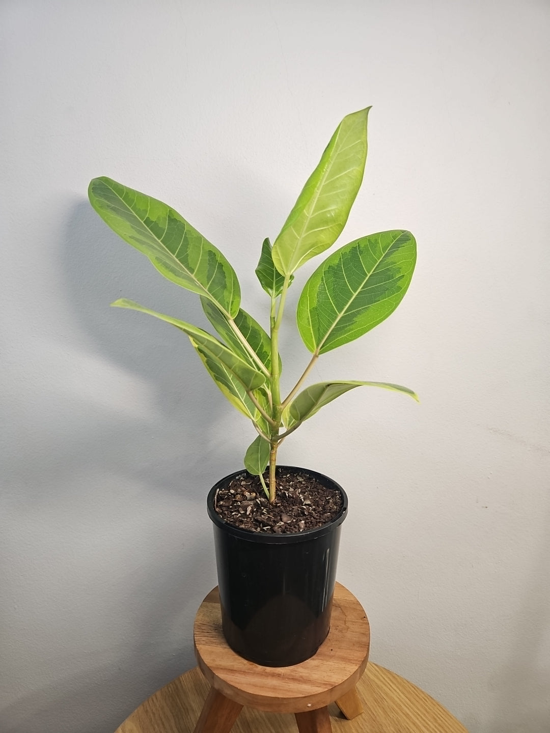 Ficus 'Yellow Gem'