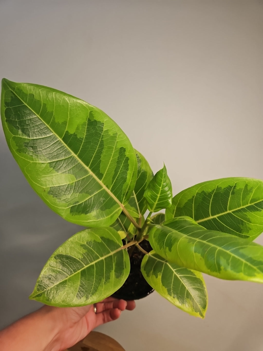 Ficus 'Yellow Gem'