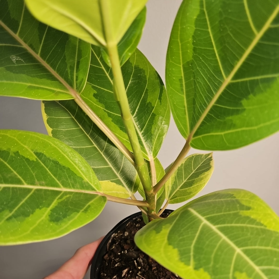Ficus 'Yellow Gem'