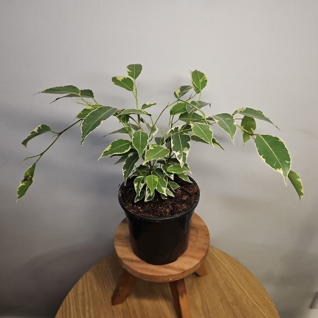 Ficus Benjamina VARIEGATED