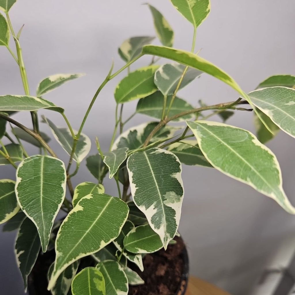 Ficus Benjamina VARIEGATED