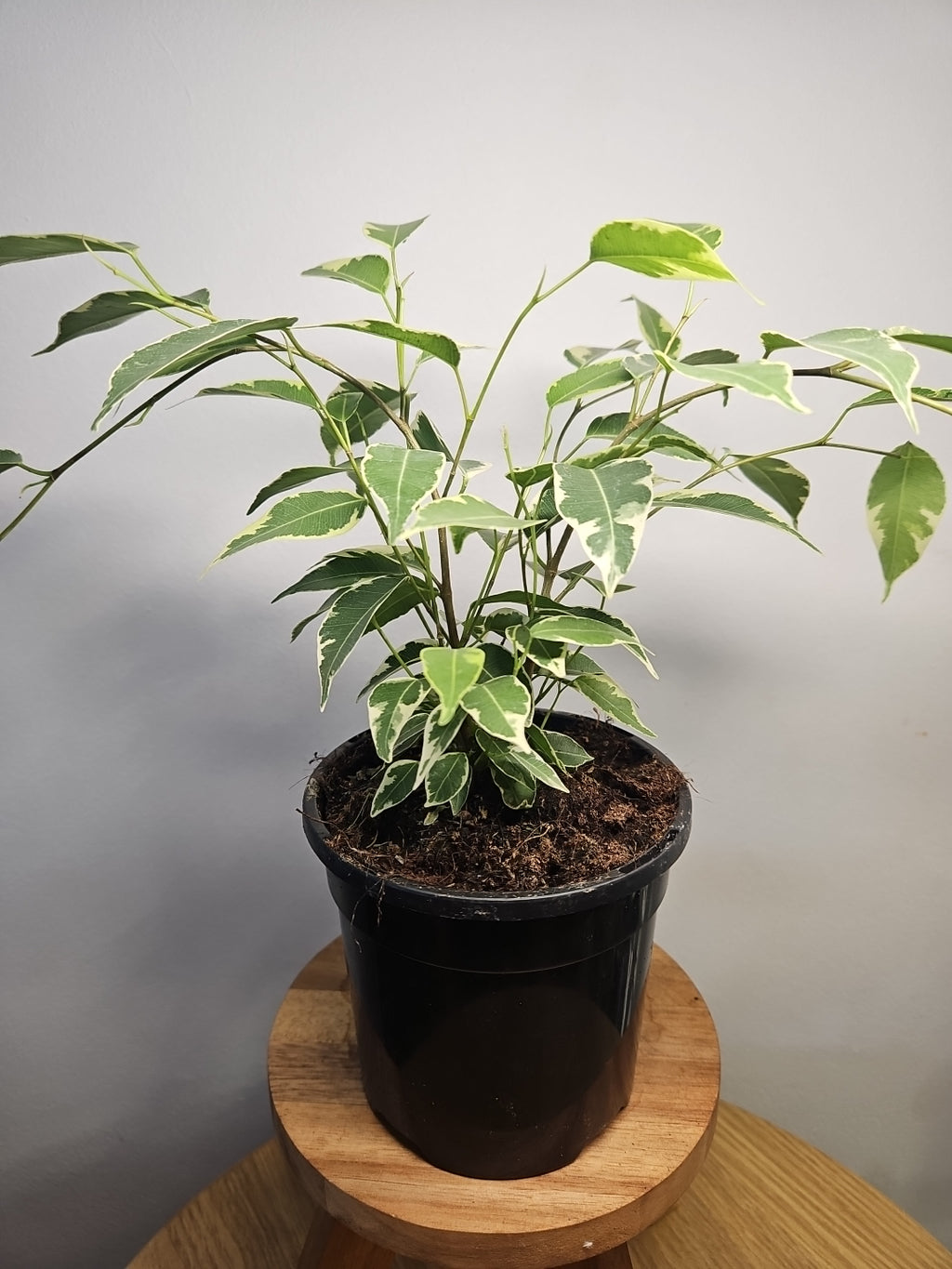 Ficus Benjamina VARIEGATED
