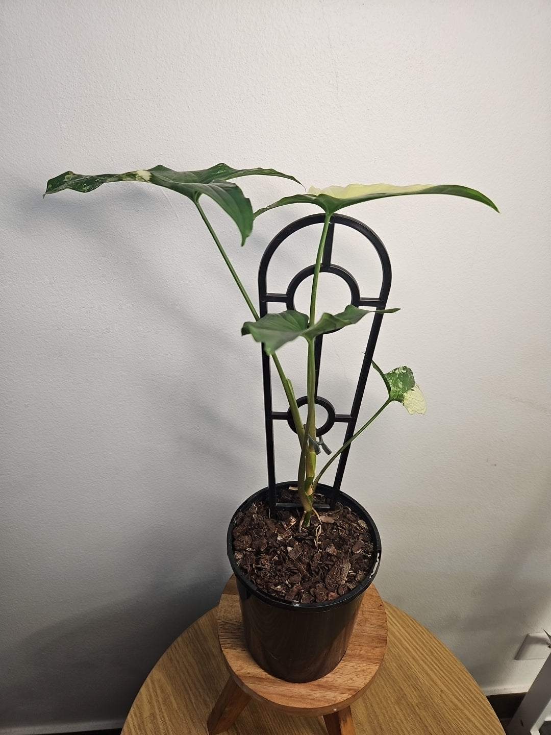 Syngonium Fantasy – Rare Soft Speckled Arrowhead Plant