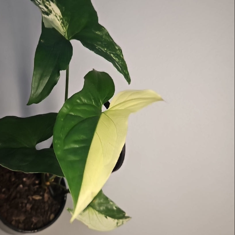 Syngonium Fantasy – Rare Soft Speckled Arrowhead Plant