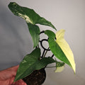 Syngonium Fantasy – Rare Soft Speckled Arrowhead Plant