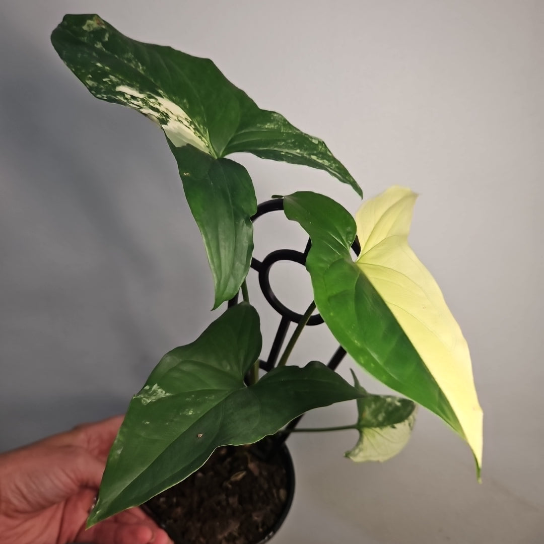 Syngonium Fantasy – Rare Soft Speckled Arrowhead Plant