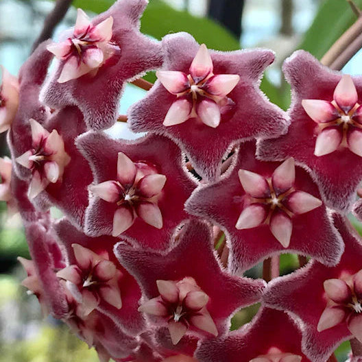 Hoya Pubicalyx ‘Silver Pink’ – Speckled Wax Plant with Pink Blooms