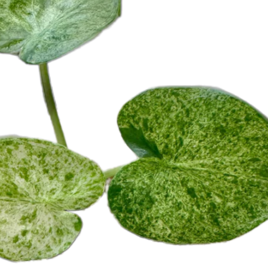 Alocasia cucullata 'Mint Variegata'