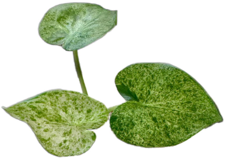 Alocasia cucullata 'Mint Variegata'