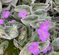 Tradescantia sillamontana – White Velvet Spiderwort Indoor Plant