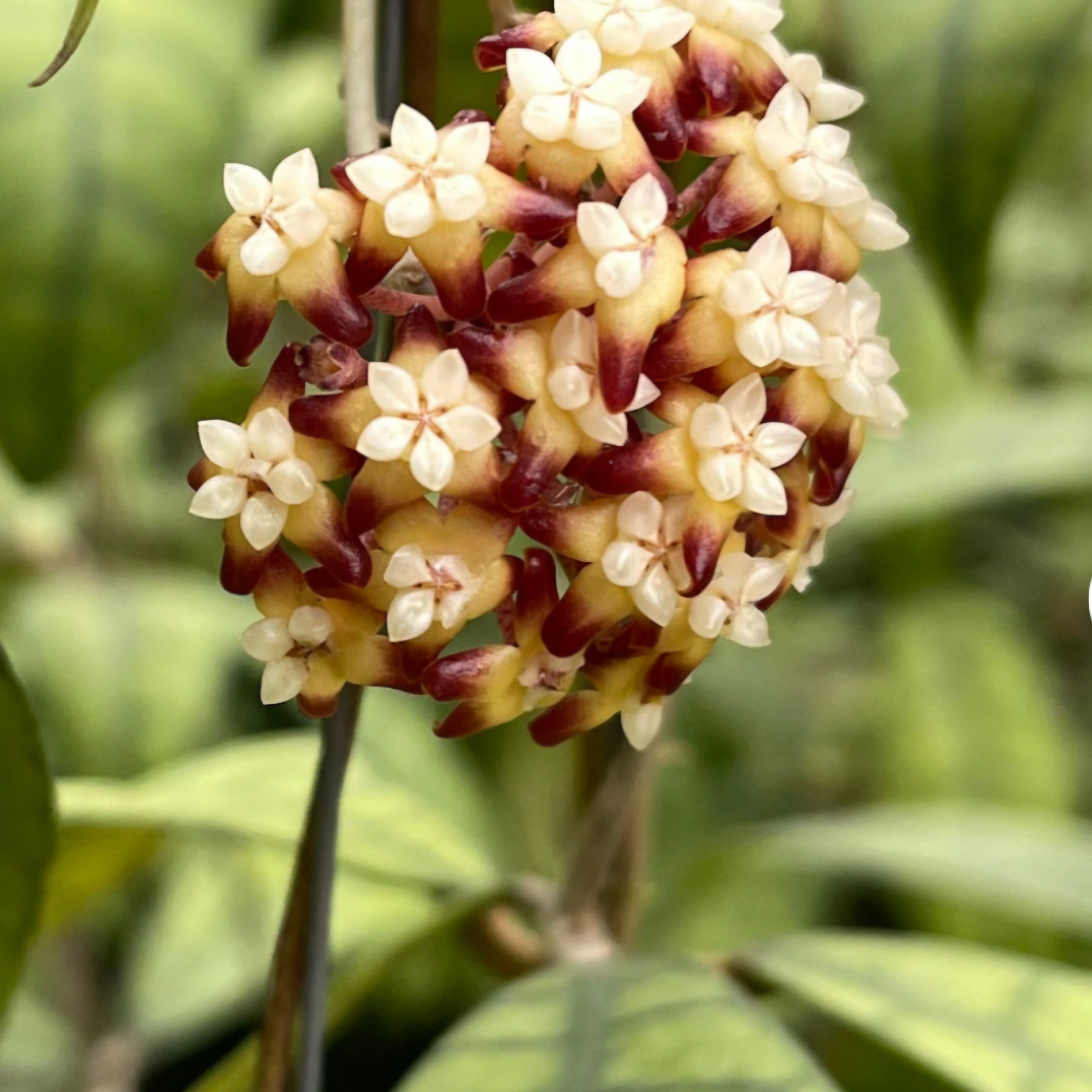Hoya Callistophylla Ranauensis