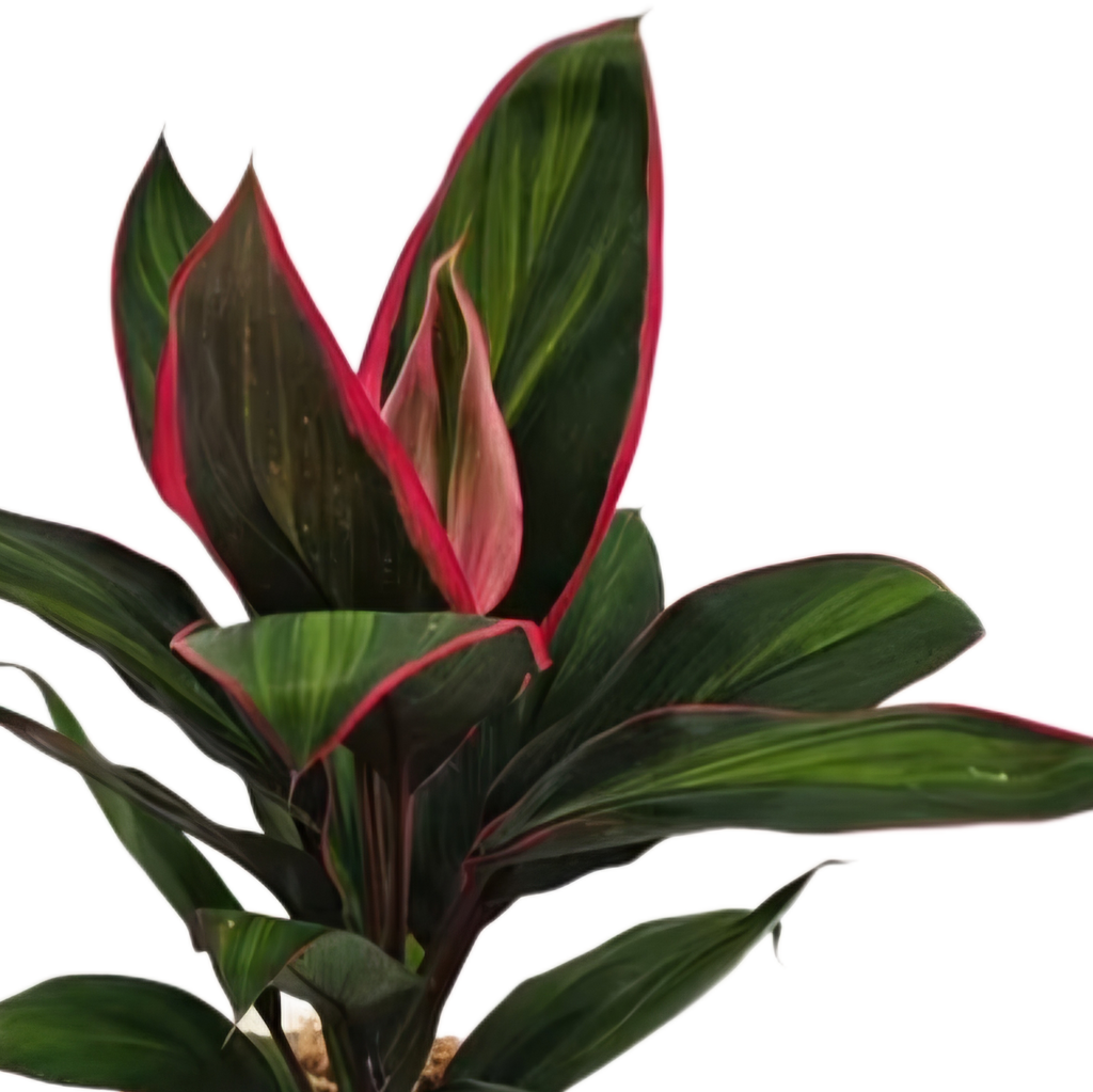 Cordyline Pink Mirage - BRAND NEW
