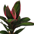 Cordyline Pink Mirage - BRAND NEW