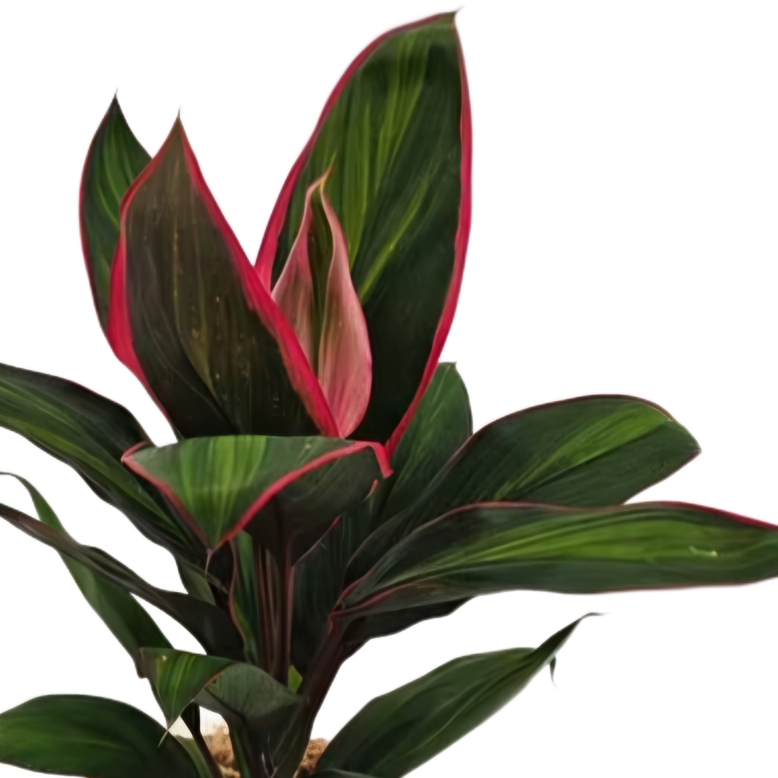 Cordyline Pink Mirage - BRAND NEW