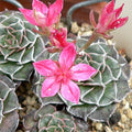 Tacitus bella – Rare Rosette Succulent with Pink Flowers