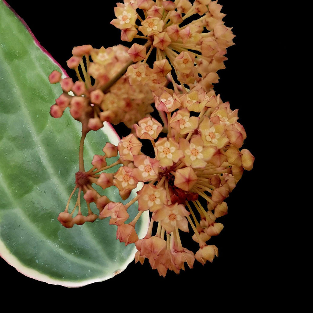 RARE Highly Variegated Hoya Macrophylla/ Latifolia Variegata
