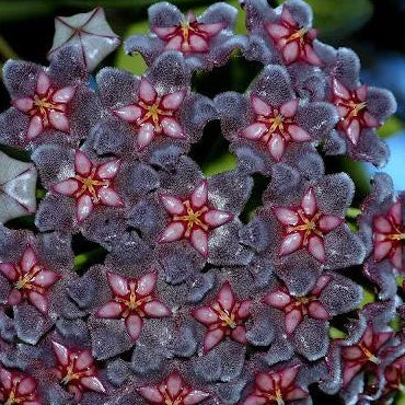 Hoya ‘Black Dragon’ – Rare Dark Blooming Wax Plant