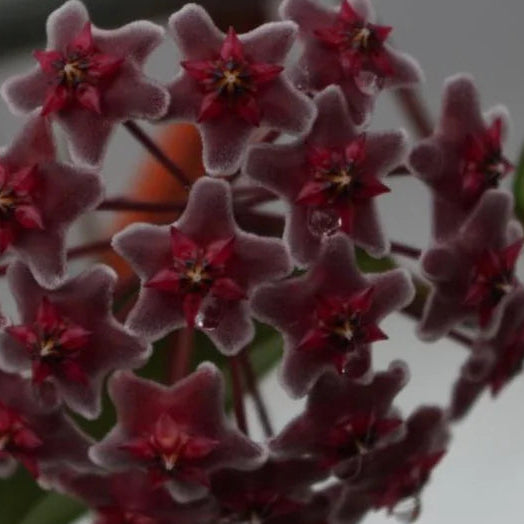 Hoya pubicalyx ‘Splash’ - Silver Splash Wax Plant