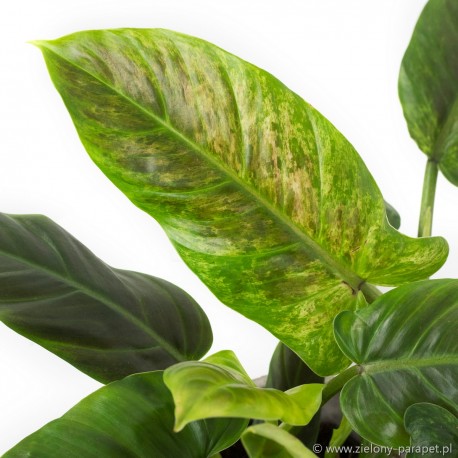 Philodendron 'Subhastatum' Variegata | Rare Variegated