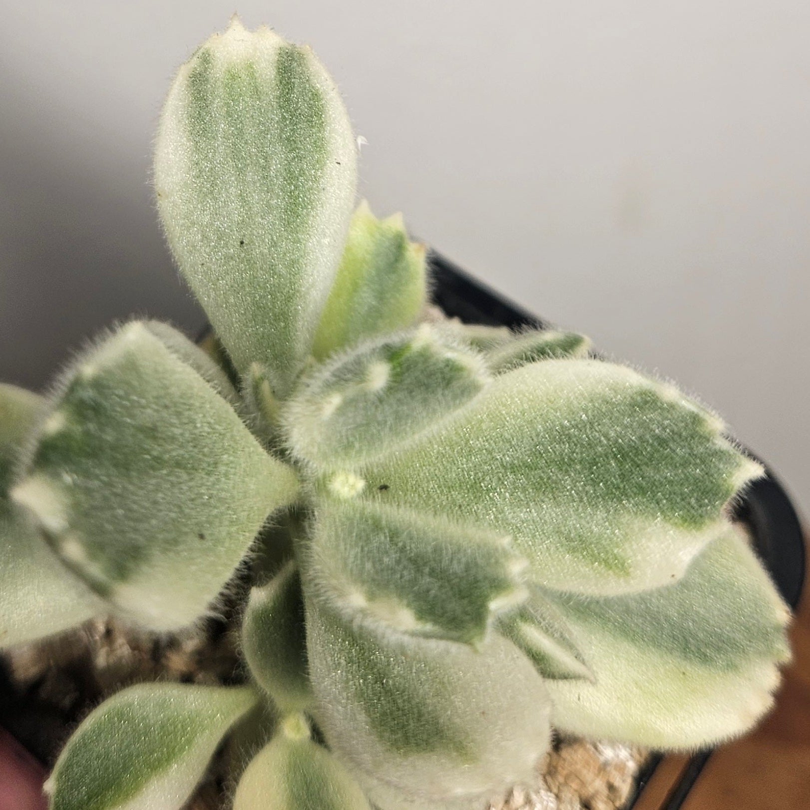 Cotyledon Tomentosa White Variegated Bears Paws