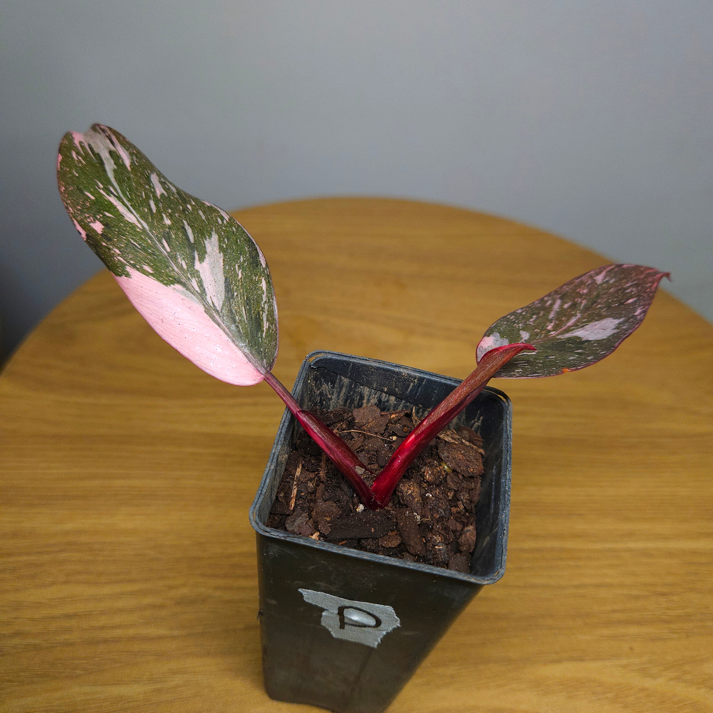 Rare Philodendron Pink Princess Marble Galaxy Variegated – Highly Variegated