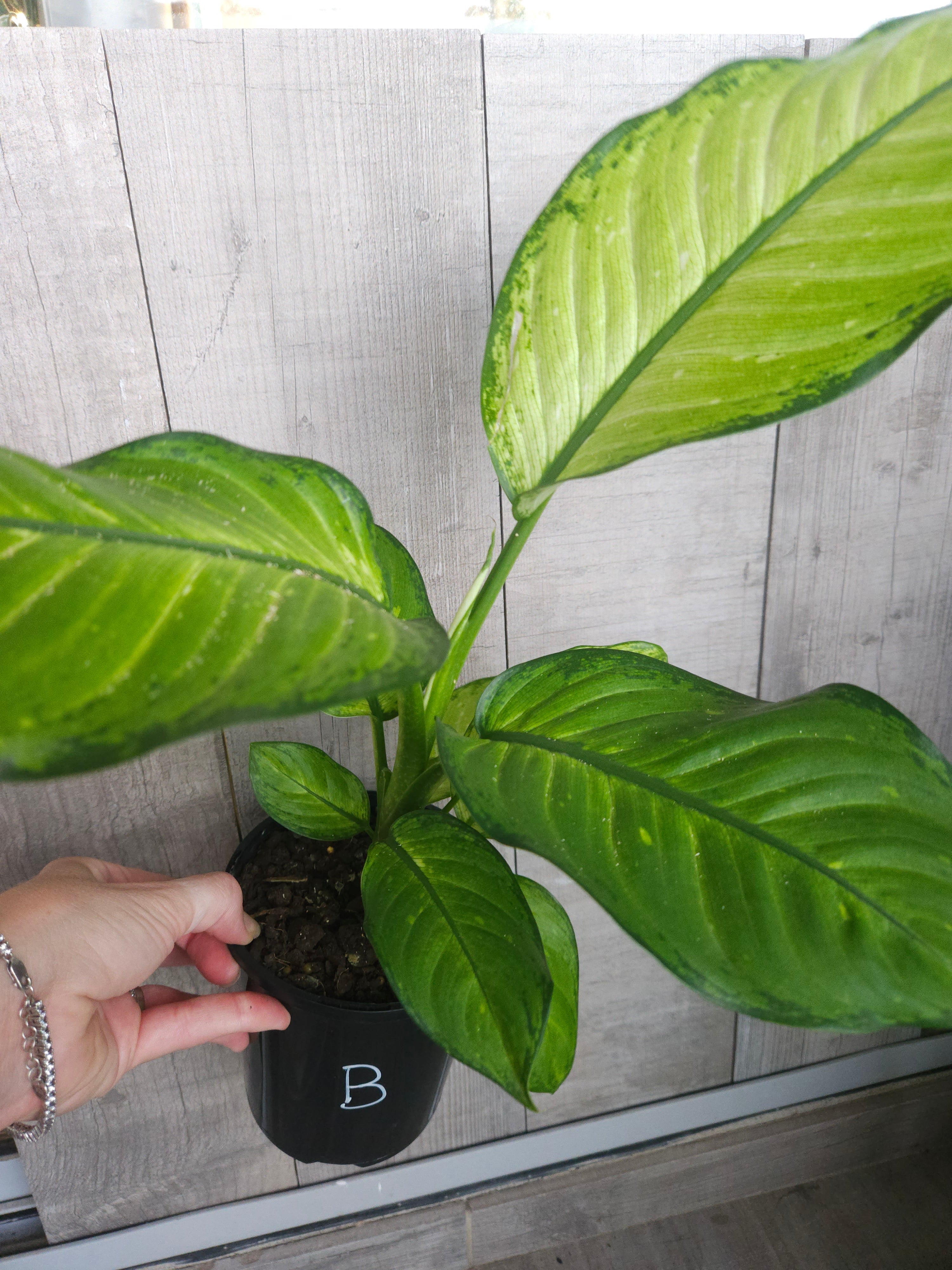 Dieffenbachia ‘Milky Way'