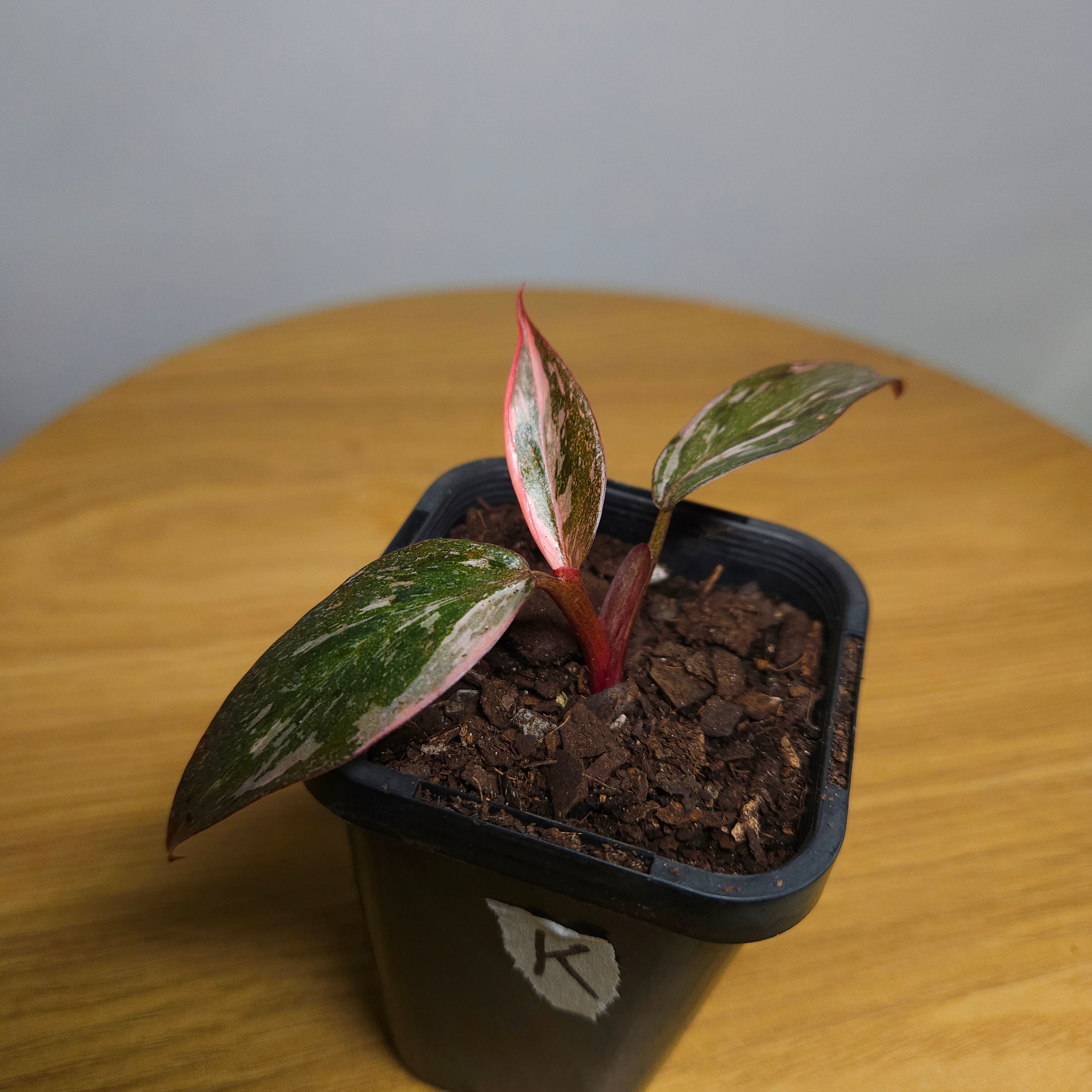 Rare Philodendron Pink Princess Marble Galaxy Variegated – Highly Variegated