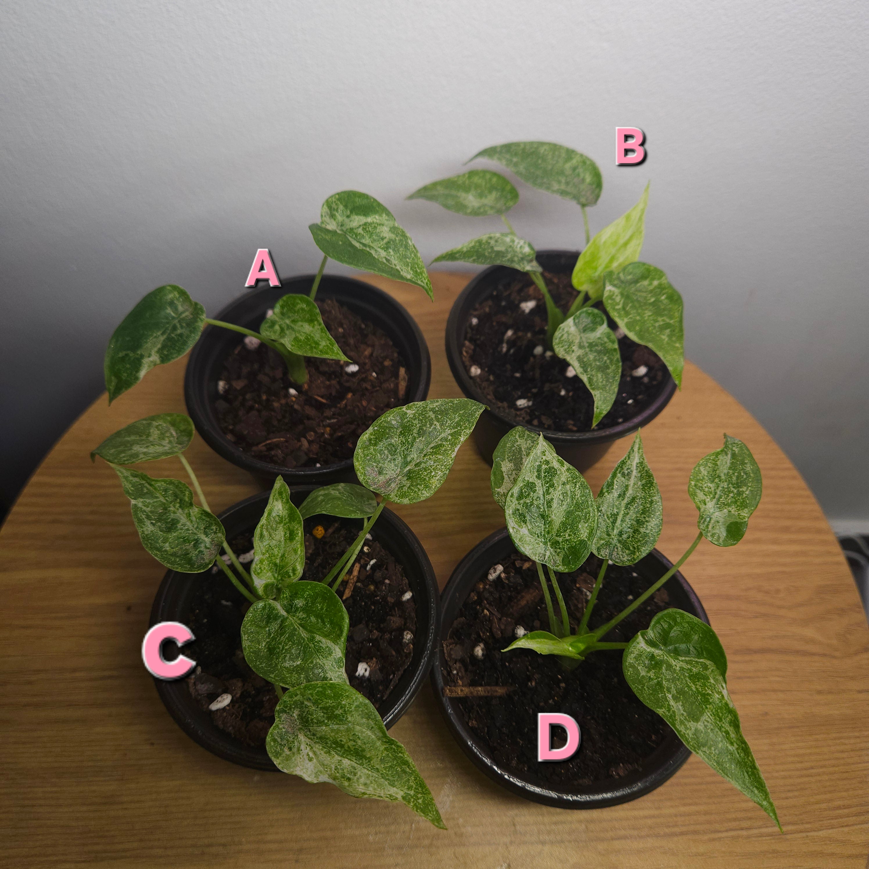 Alocasia cucullata 'Mint Variegata'