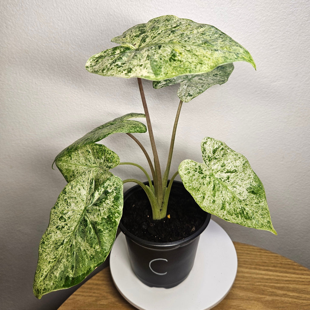 Alocasia odora batik ‘Splash’