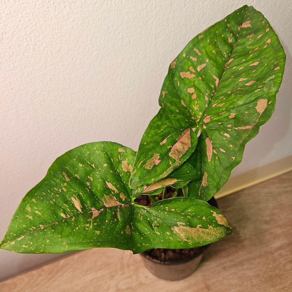 Syngonium Pink Splash – Rare Pink Variegated Arrowhead Plant