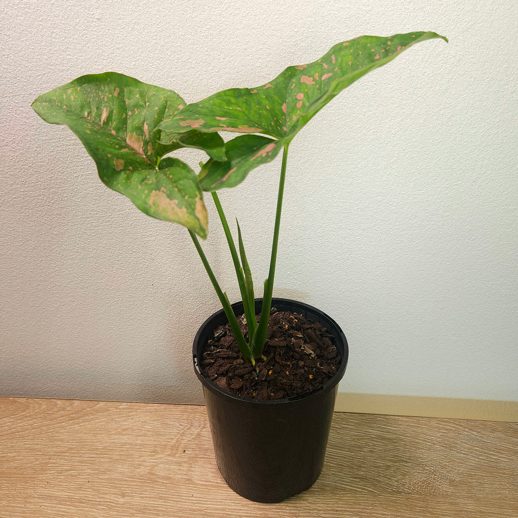 Syngonium Pink Splash – Rare Pink Variegated Arrowhead Plant