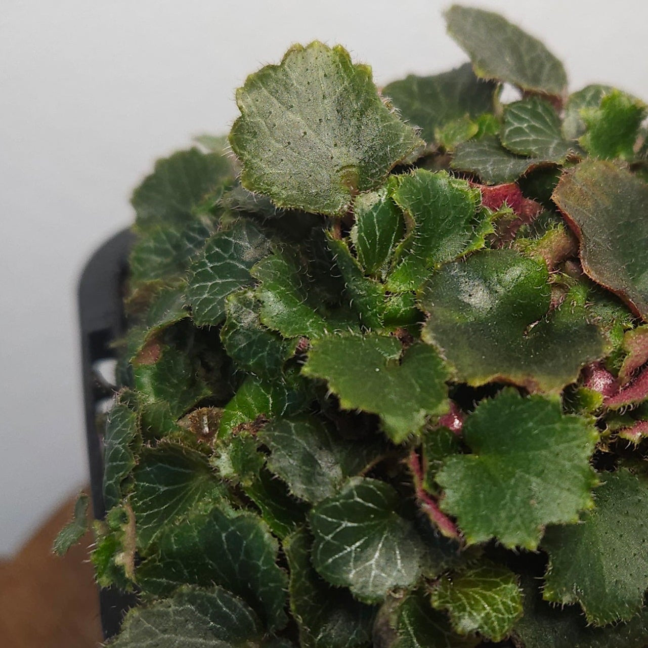 Begonia - Micro saxifraga stolonifera - Rare plant species aroid
