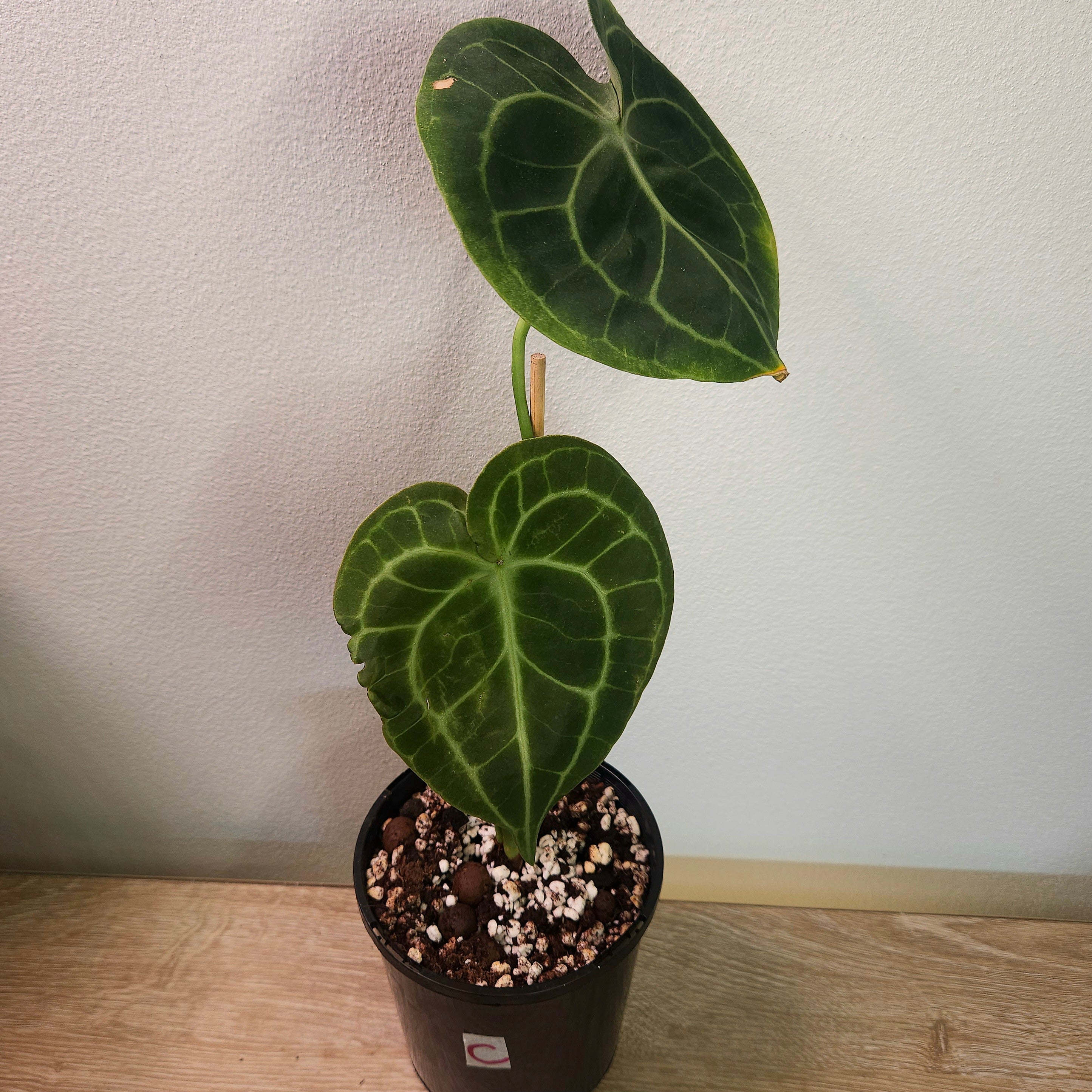 Anthurium clarinervium – Rare Velvet Leaf Anthurium